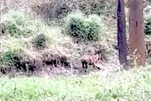 പുൽപള്ളിയിൽ ഭീതി വിതച്ച കടുവക്ക് മയക്കുവെടിയേറ്റു; പിടികൊടുത്തില്ല പുൽപള്ളിയിൽ ഭീതി വിതച്ച കടുവക്ക് മയക്കുവെടിയേറ്റു; പിടികൊടുത്തില്ല