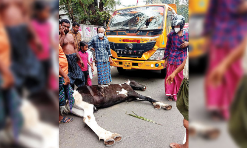 ടിപ്പർ ഇടിച്ച് കുതിര ചത്തു