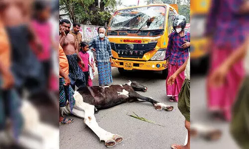 ടിപ്പർ ഇടിച്ച് കുതിര ചത്തു