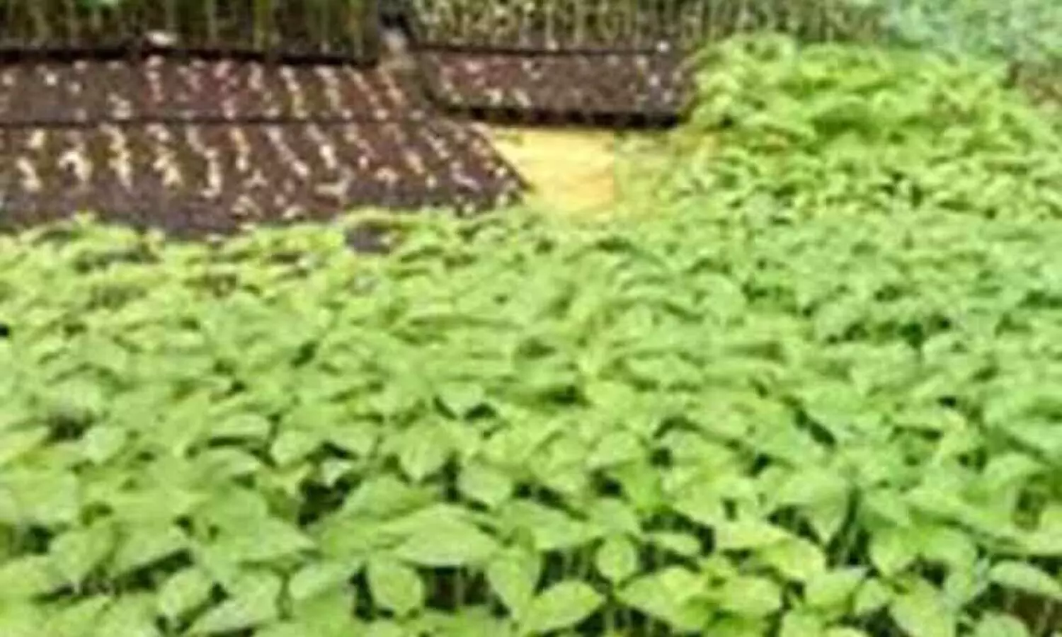 ജൈ​വ​കൃ​ഷി മ​ത്സ​രം: ഫാം ​വി​ല്ല​ക​ളി​ൽ സ​ന്ദ​ർ​ശ​നം വെ​ള്ളി​യാ​ഴ്ച തു​ട​ങ്ങും