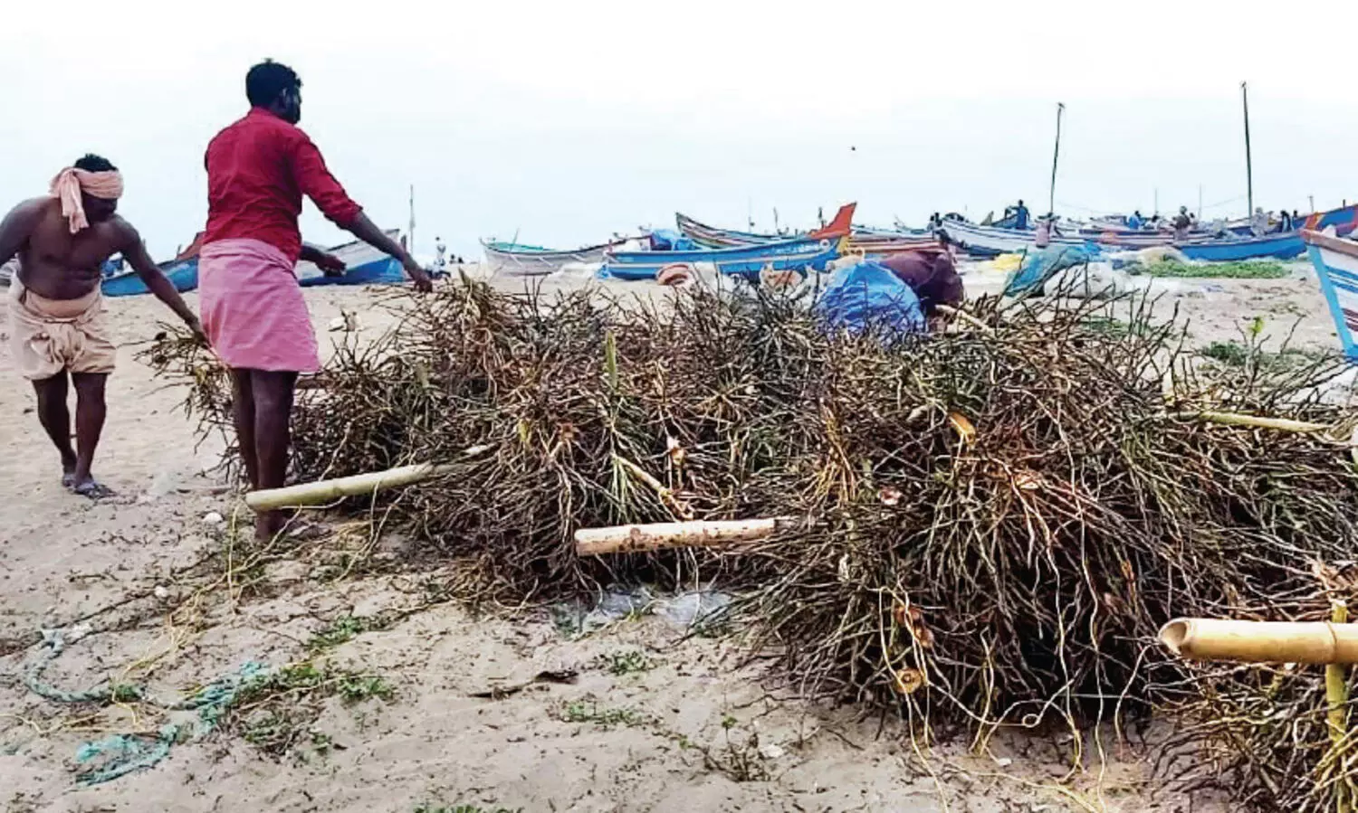 ആഴക്കടലില്‍ തെങ്ങിന്‍ കുലച്ചിലുകൾ താഴ്ത്തി നിരോധിത മത്സ്യബന്ധനം തകൃതി