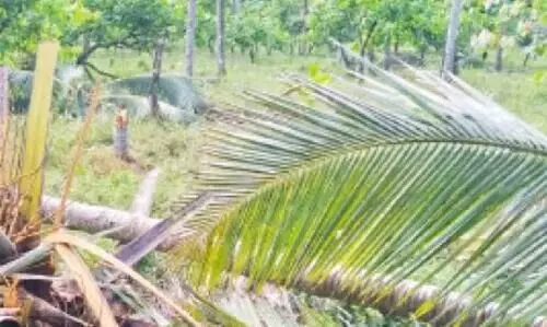 The move to cut down timber on the disputed land was blocked