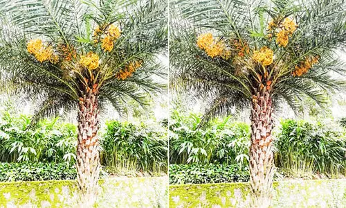 കോടമഞ്ഞിലും കായ്​ച്ചുനിൽക്കുന്ന ഈന്തപ്പനകൾ കൗതുകം