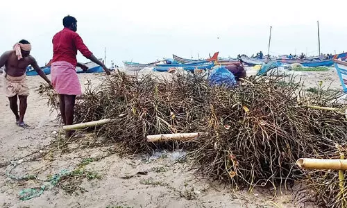 ആഴക്കടലില്‍ തെങ്ങിന്‍ കുലച്ചിലുകൾ താഴ്ത്തി നിരോധിത മത്സ്യബന്ധനം തകൃതി
