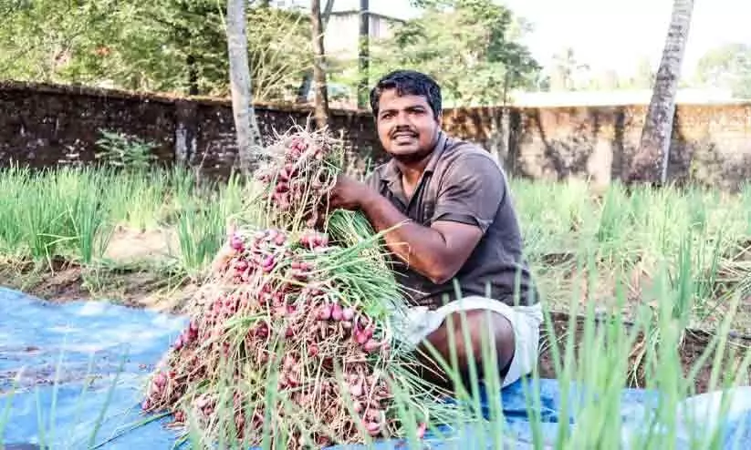Onion season in Pancharamanal: Sujith has made a new history in onion cultivation
