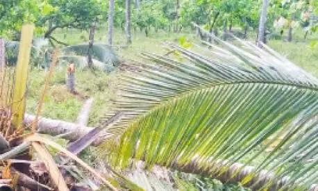 The move to cut down timber on the disputed land was blocked The move to cut down timber on the disputed land was blocked