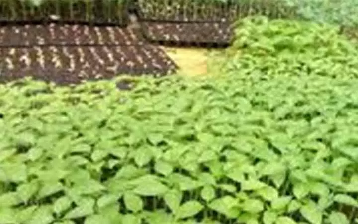 ജൈവകൃഷി മത്സരം: ഫാം വില്ലകളിൽ സന്ദർശനം വെള്ളിയാഴ്ച തുടങ്ങും ജൈവകൃഷി മത്സരം: ഫാം വില്ലകളിൽ സന്ദർശനം വെള്ളിയാഴ്ച തുടങ്ങും