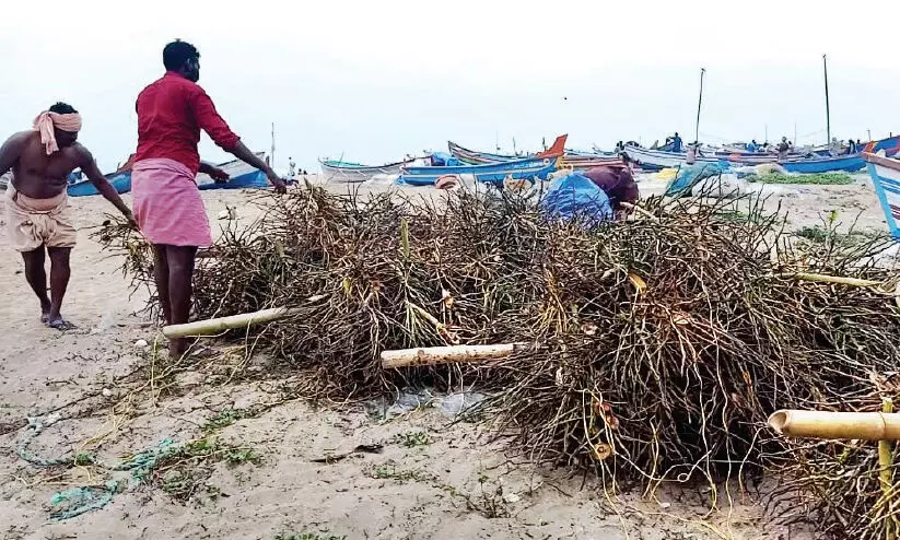 ആഴക്കടലില് തെങ്ങിന് കുലച്ചിലുകൾ താഴ്ത്തി നിരോധിത മത്സ്യബന്ധനം തകൃതി ആഴക്കടലില് തെങ്ങിന് കുലച്ചിലുകൾ താഴ്ത്തി നിരോധിത മത്സ്യബന്ധനം തകൃതി