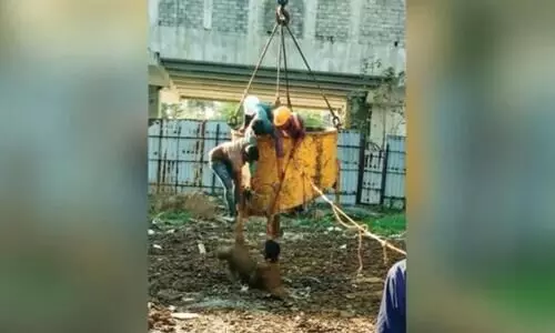 10 year old boy drowns in cow dung