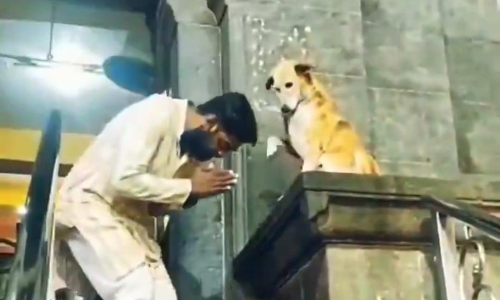 ​ക്ഷേത്രത്തിലെത്തുന്നവരെ തലയിൽ കാൽവെച്ച്​​ അനുഗ്രഹമേകി നായ; വിഡിയോ വൈറലാകുന്നു