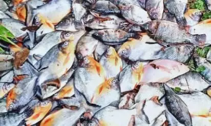 പൊന്നാനി ഹാർബറിൽ വിൽപ്പനക്കായി എത്തിച്ച ദിവസങ്ങളോളം പഴകിയ മത്സ്യം പിടികൂടി