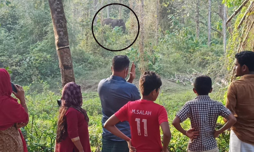 കസേര കൊമ്പനും മോഴയും എടക്കരക്കാരുടെ ഉറക്കം കെടുത്തുന്നു