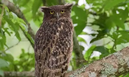 ഡൽഹിയിലെ മൃഗശാലയിൽ ചത്ത നിലയിൽ കണ്ടെത്തിയ മൂങ്ങയ്​ക്ക്​ പക്ഷിപ്പനി