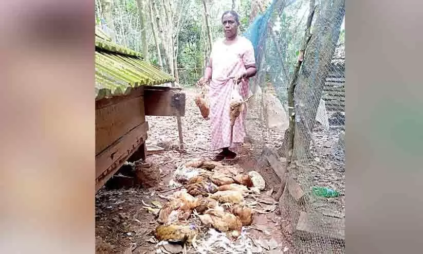 group of dogs killed 25 chickens
