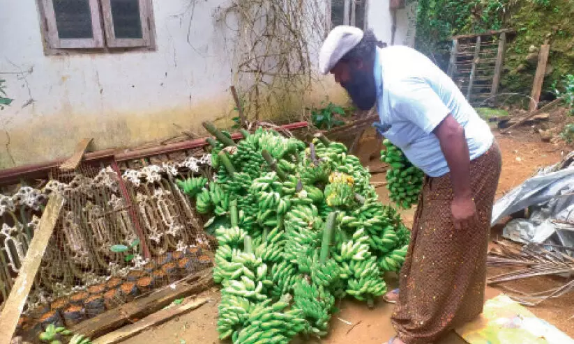 banana farmers banana farmers