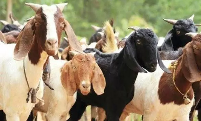 young man mutilated the goat