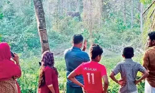 elephant; Aranadampadam residents in fear