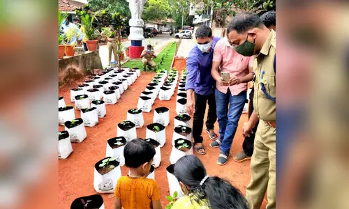 vegetable garden vegetable garden