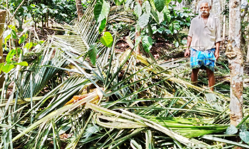 വണ്ടിക്കടവിൽ കാട്ടാന കൃഷി നശിപ്പിച്ചു