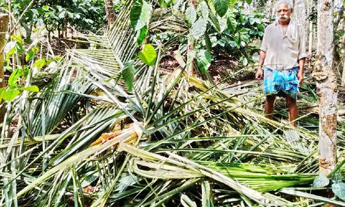 വണ്ടിക്കടവിൽ കാട്ടാന കൃഷി നശിപ്പിച്ചു
