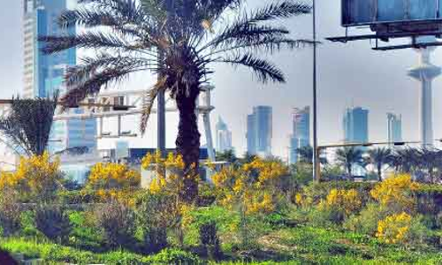 പൂക്കൾ നിറഞ്ഞു; കാഴ്​ചഭംഗിയേറി​ കുവൈത്ത്​