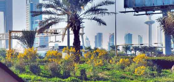 പൂക്കൾ നിറഞ്ഞു; കാഴ്ചഭംഗിയേറി കുവൈത്ത് പൂക്കൾ നിറഞ്ഞു; കാഴ്ചഭംഗിയേറി കുവൈത്ത്