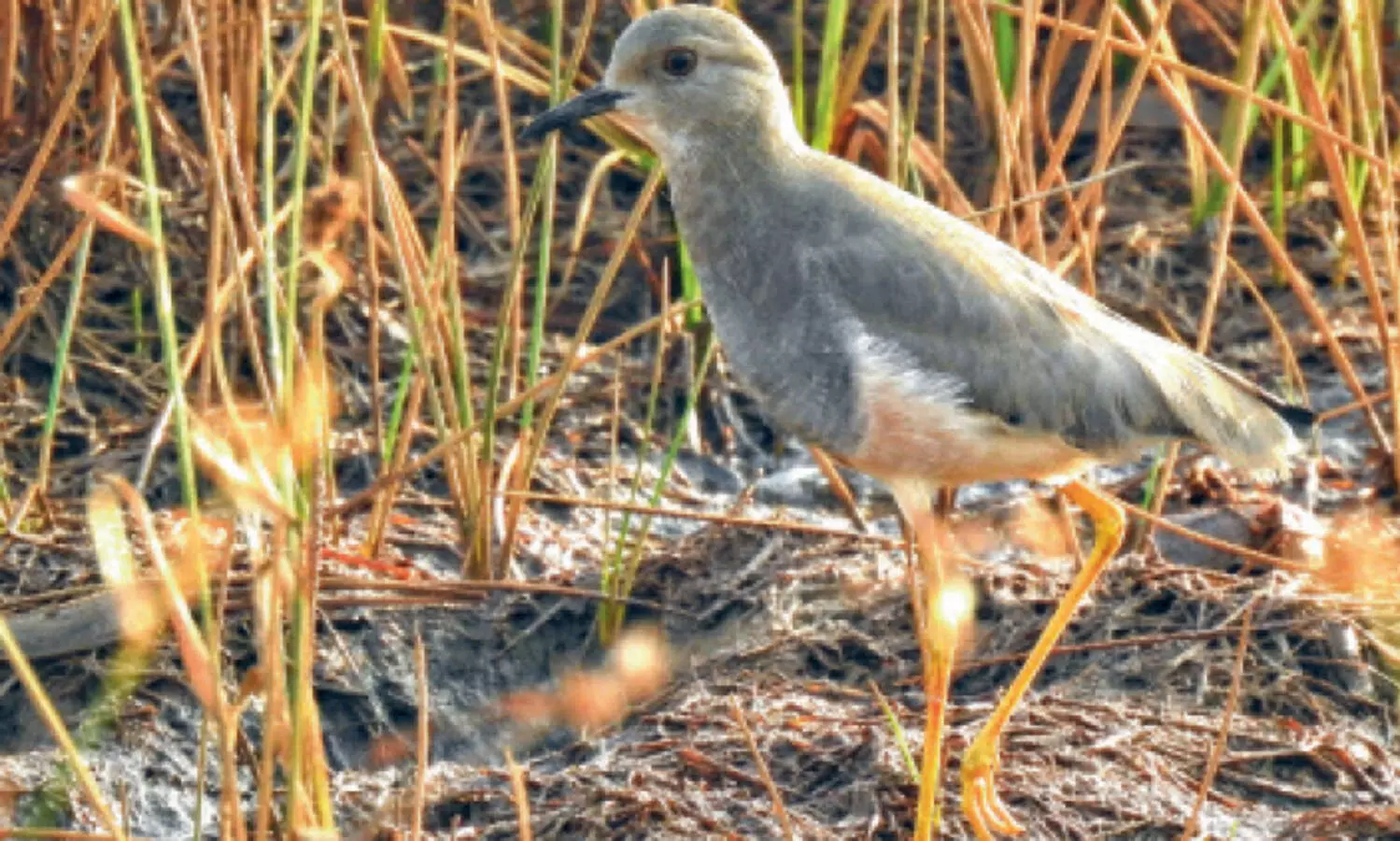 കണ്ണൂരിൽ വൈറ്റ് ടെയിൽഡ് ലാപ് വിങ്ങിനെ കണ്ടെത്തി