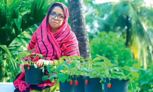 ഇ​വി​ടെ വീ​ട്ടു​മു​റ്റ​ത്തും വി​ള​യും സ്‌​ട്രോ​ബ​റി