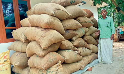 നെല്ല് സംഭരിച്ചില്ല; കർഷകർ ദുരിതത്തിൽ