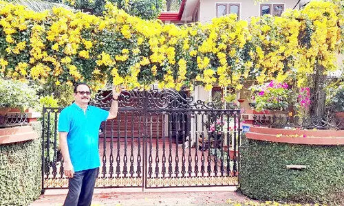 മഞ്ഞപ്പൂ വസന്തമൊരുക്കി കാറ്റ്​സ്​ ക്ലോ ക്രീപ്പർ