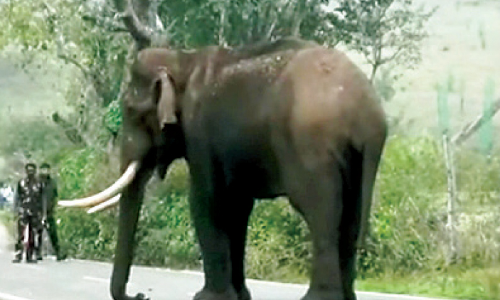 കാട്ടാന റോഡിൽ​; മണിക്കൂറുകളോളം ഗതാഗതം തടസ്സപ്പെട്ടു