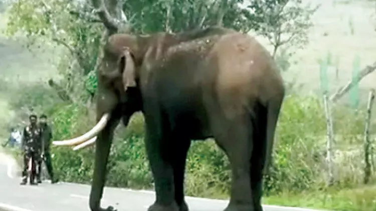 കാട്ടാന റോഡിൽ; മണിക്കൂറുകളോളം ഗതാഗതം തടസ്സപ്പെട്ടു കാട്ടാന റോഡിൽ; മണിക്കൂറുകളോളം ഗതാഗതം തടസ്സപ്പെട്ടു