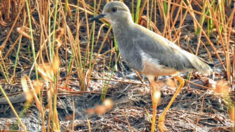 കണ്ണൂരിൽ വൈറ്റ് ടെയിൽഡ് ലാപ് വിങ്ങിനെ കണ്ടെത്തി കണ്ണൂരിൽ വൈറ്റ് ടെയിൽഡ് ലാപ് വിങ്ങിനെ കണ്ടെത്തി