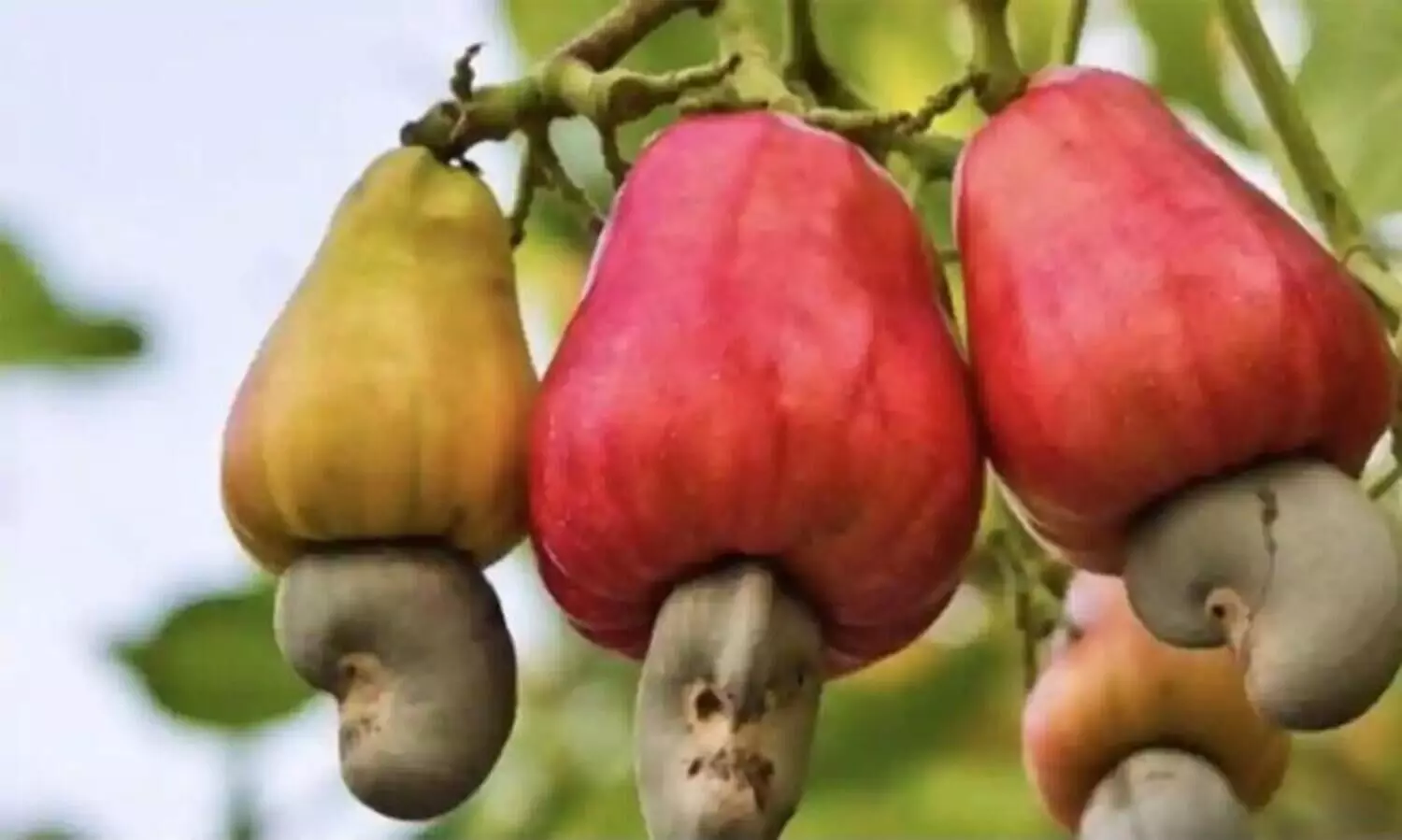 Cashew Corporation Irregularities: CBi hands over chargesheet