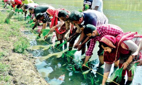പാ​ല​പ്പെ​ട്ടി അ​രൊ​ടി​പ്പാ​ടം ഇ​നി പ​ച്ച​പ്പ​ണി​യും