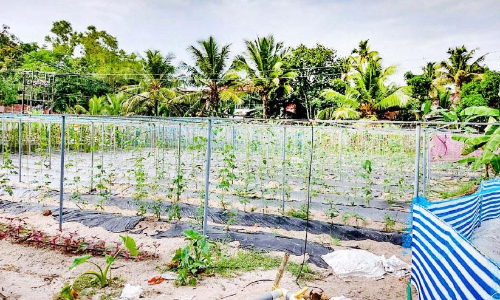 പ്രവാസി ജൈവ പച്ചക്കറി കൃഷിയിൽ മികച്ചനേട്ടം
