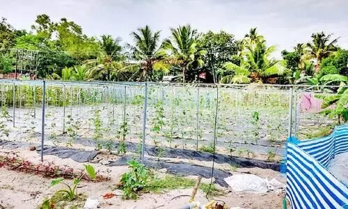 പ്രവാസി ജൈവ പച്ചക്കറി കൃഷിയിൽ മികച്ചനേട്ടം