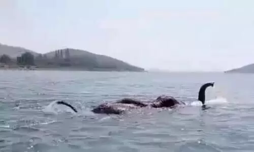 മീൻ വലയിൽ കുടുങ്ങിയത്​ ആന; എട്ടുമണിക്കൂർ പ്രയത്​നിച്ച്​ രക്ഷപ്പെടുത്തൽ