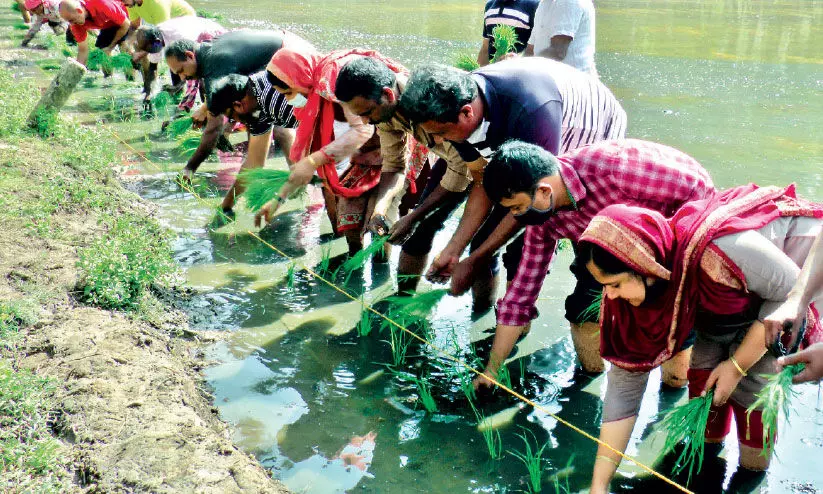 പാലപ്പെട്ടി അരൊടിപ്പാടം ഇനി പച്ചപ്പണിയും പാലപ്പെട്ടി അരൊടിപ്പാടം ഇനി പച്ചപ്പണിയും