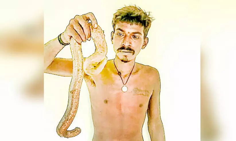 ഇരുതലമൂരിയുമായിതമിഴ്നാട് സ്വദേശി പിടിയിൽ