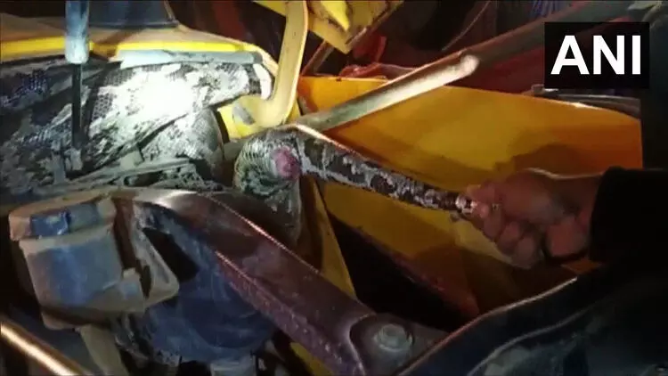 മണ്ണുമാന്തിക്കുള്ളിൽ കുടുങ്ങിയത് രണ്ടു പെരുമ്പാമ്പുകൾ മണ്ണുമാന്തിക്കുള്ളിൽ കുടുങ്ങിയത് രണ്ടു പെരുമ്പാമ്പുകൾ