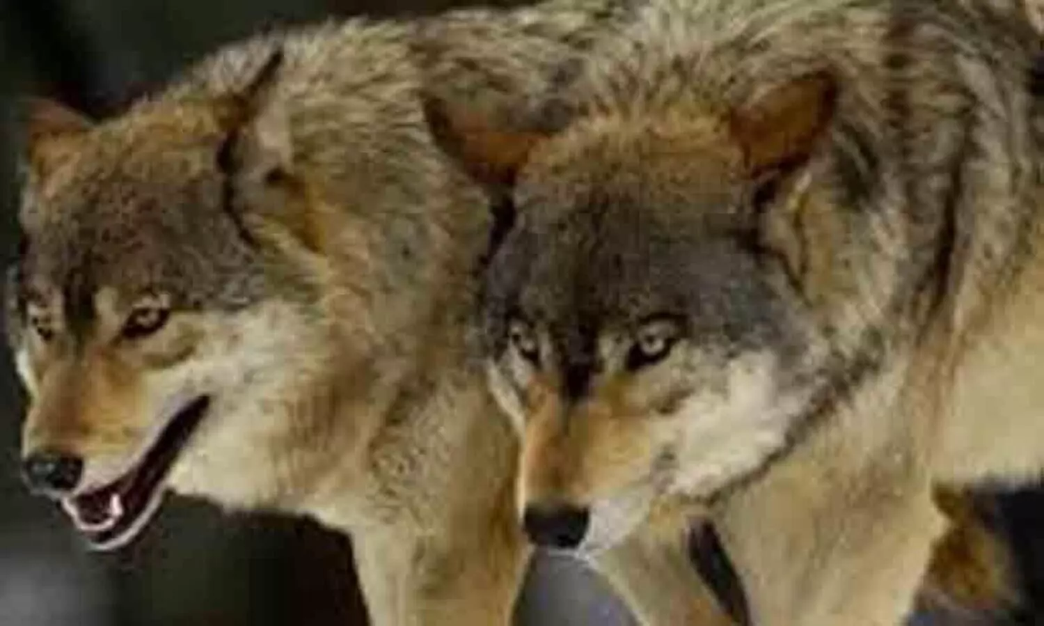 Proposal to set up wolf sanctuary in Koppal gets approval