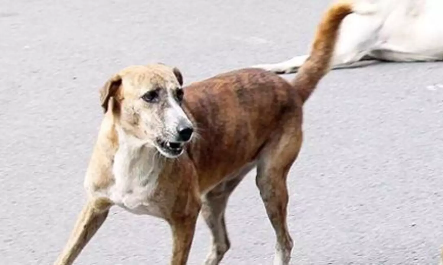 മൂന്നുപേരെ കടിച്ച  പേപ്പട്ടിയെ പിടികൂടി കൂട്ടിലടച്ചു