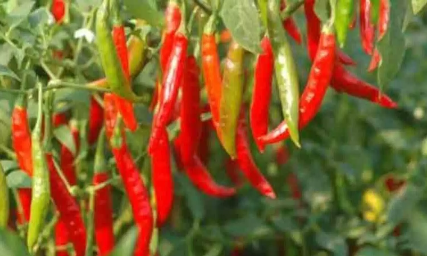 വിഷമില്ലാത്ത പച്ചക്കറിക്കൊപ്പം സന്തോഷവും തരും അടുക്കളത്തോട്ടം