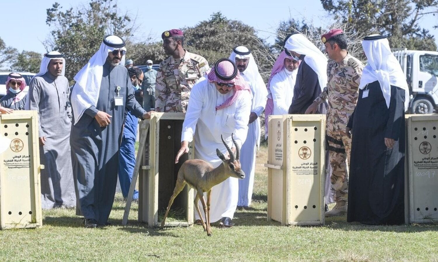 animals in saudi