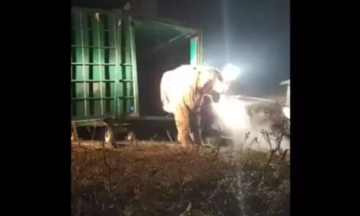 പുകവലിക്കുകയാണോ ഈ പെൺകടുവ?- കണ്ടാലും തോന്നും; പക്ഷേ സത്യമിതാണ്​