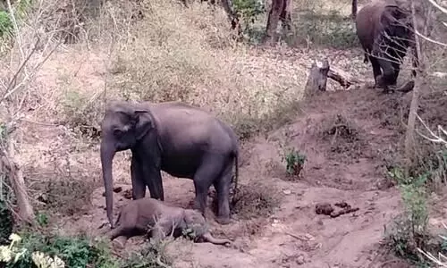 Wild animal in human settlements; Peoples life is miserable