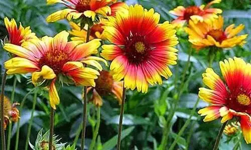 ചെടിച്ചട്ടി മോഷണം; മൂന്നു​ പേർ അറസ്​റ്റിൽ