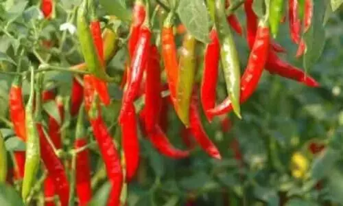 വിഷമില്ലാത്ത പച്ചക്കറിക്കൊപ്പം സന്തോഷവും തരും അടുക്കളത്തോട്ടം