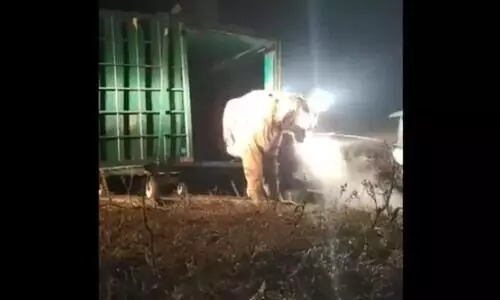 പുകവലിക്കുകയാണോ ഈ പെൺകടുവ?- കണ്ടാലും തോന്നും; പക്ഷേ സത്യമിതാണ്​